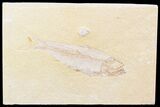 Detailed, Knightia Fossil Fish - Wyoming #42381-1